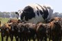  Най-голямото говедо в света е с ръст 1,94 м и тегло 1,4 тона 