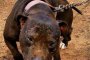   BBC: Българин ръководи мрежа за кучешки боеве