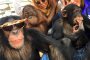   Ваня Червенкова гушна маймуни в ОАЕ