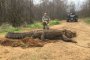  Огромен алигатор с тегло над 317 кг. открит в ров
