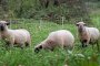  Агресивни овце нападат Германия