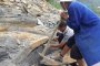Откриха непознати видове в нова съкровищница от вкаменелости в Китай  