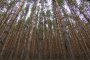    Изменението на климата помага на короядите в иглолистните гори