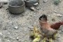  Кокошка излюпи патенца в родопското село Могилица