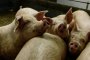 Продължава евтаназирането в свинекомплекса в Русенско