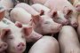 Бедствено положение и в Плевенска област заради чумата по свинете 