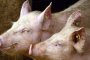  БАБХ потвърди чума в свинекомплекс във Великотърновско 