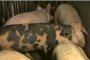 3 свинекомплекса чакат 1,5 млн. лв. компенсации