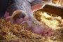  ОДБХ - Русе: 80 000 прасета са хуманно умъртвени 