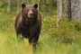 15 нападения на мечки за месец в Смолянско 