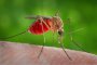 Защитават ни от комарите с графен