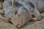 Земеделец: Има нещо съмнително в мъртвото прасе край Сливен