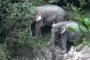 6 слона загинаха, пресичайки река в Тайланд