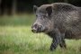 2 нови случая на чума по свинете в Благоевградско