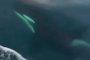 Китове убийци за първи път забелязани в Месинския проток