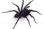 Смъртоносни паяци излязоха в Австралия