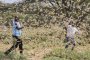 Нашествие на скакалци в Етиопия, Кения и Сомалия