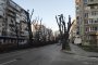  Кметска фирма унищожава дървета във Варна