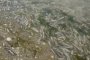 Има ли масов мор на риба във Варненското езеро и защо институциите не откриха нищо?