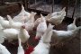 БАБХ иска да избие 174 000 здрави кокошки носачки