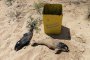 Две мъртви делфинчета на плаж Харманите, едното с дупка от куршум