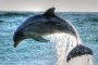 Делфини вдигнаха на крак варненския плаж