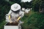Как IoT и AI помагат за спасяването на пчелите