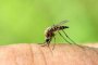 Потта привлича комарите да ни хапят, доказаха учените, разгадаха как да я спрат: Бърз факт
