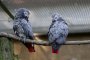  Британски зоопарк наложи изолация на псуващи папагали
