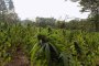  Откриха плантация с марихуана във Варненско