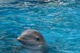 Делфини роботи може да сменят истинските в аквапаркове