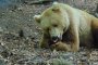    Нов обитател в Парка за танцуващи мечки