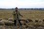    Точим еврофондове за 120 хил. несъществуващи овце и запустели пасища