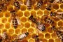 2020 г. с рекордно ниски добиви на мед и смъртност на пчелите