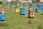 1200 осиновени пчелни кошера за една година 