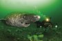 Учените откриха 400-годишна гренландска акула