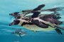Пингвин се спаси от косатки, скачайки в лодка с туристи