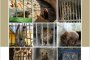  Защо през 2021 г. лъвове и мечки все още се отглеждат в лоши условия в български зоопаркове: Четири лапи