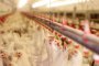 Умъртвяват хиляди кокошки в Трилистник заради огнище на птичи грип 