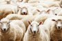 В България има стотици хиляди "виртуални овце": Овцевъди