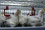 Първият в света случай на човешка инфекция с птичи грип H10N3, регистриран в Китай 