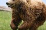 Над 80 мечки годишно се убиват у нас  от бракониери: Учени от БАН