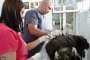 Черен лешояд е намерен отровен в района на Крумовград 