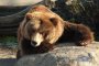 ИА по горите: Може да се стигне до отстрел на мечката, тормозеща села в Родопите 