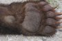 Откриха убита мечката, която умъртви 4 крави и 7 овце в Смолянско 