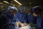 За пръв път трансплантираха на човек бъбрек от ГМО прасе 