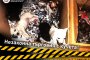   Помогнете ни да спрем незаконната търговия с кученца в България: 4 ЛАПИ