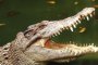   Крокодил заживя с монаси и стана вегетарианец