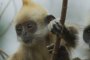    Стартира Седмица на маймуните по Viasat Nature