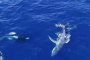 Косатка приближава хванатия в мрежа гърбат кит